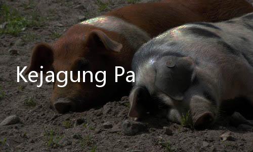 Kejagung Pastikan 109 Ton Emas Antam yang Beredar Asli: Tapi Perolehannya Ilegal
